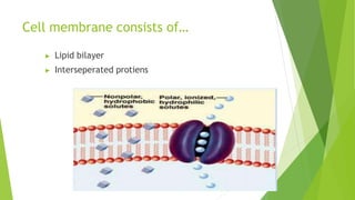 Cell membrane consists of…
▶ Lipid bilayer
▶ Interseperated protiens
 