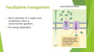 Facilitative transporters
▶ Move substrate of a single class
(uniporters) down a
concentration gradient.
▶ No energy dependent
 