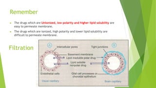 Remember
▶ The drugs which are Unionized, low polarity and higher lipid solubility are
easy to permeate membrane.
▶ The drugs which are ionized, high polarity and lower lipid solubility are
difficult to permeate membrane.
Filtration
 