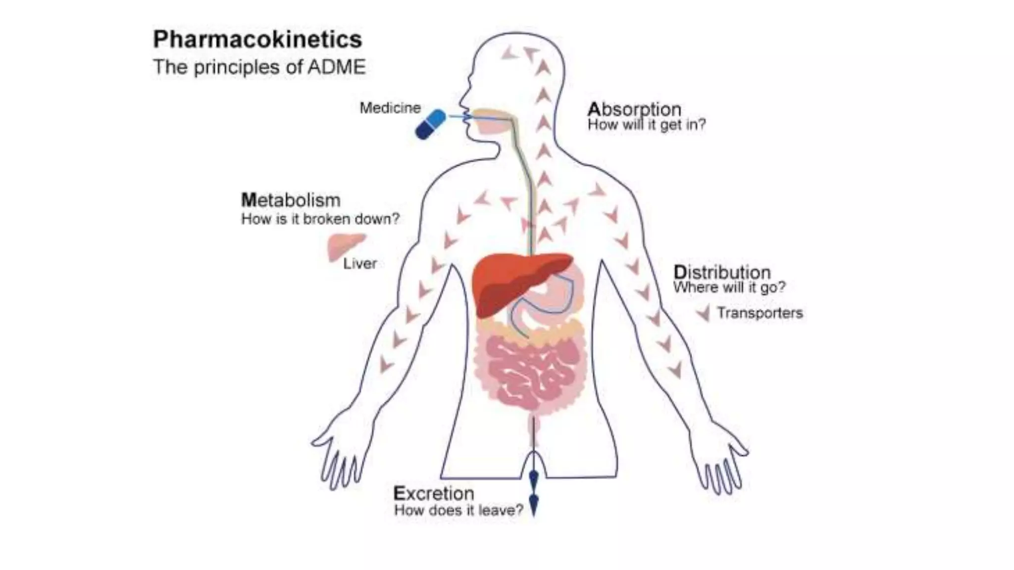 Drug Pharmacokinetics | PPTX