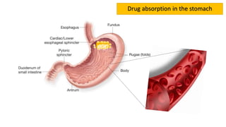 Drug absorption in the stomach
 
