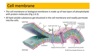Cell membrane
• The cell membrane or biological membrane is made up of two layers of phospholipids
with protein molecules (Fig.1.6.3).
• All lipid soluble substances get dissolved in the cell membrane and readily permeate
into the cells.
 