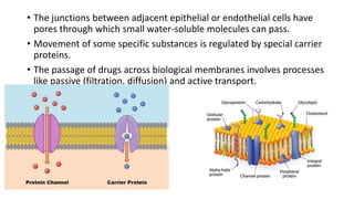 • The junctions between adjacent epithelial or endothelial cells have
pores through which small water-soluble molecules can pass.
• Movement of some specific substances is regulated by special carrier
proteins.
• The passage of drugs across biological membranes involves processes
like passive (filtration, diffusion) and active transport.
 