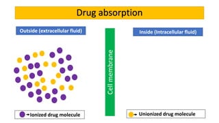Cellmembrane
Outside (extracellular fluid) Inside (Intracellular fluid)
Ionized drug molecule Unionized drug molecule
Drug absorption
 