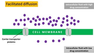 C E L L M E M B R A N E
extracellular fluid with high
drug concentration
Intracellular fluid with low
drug concentration
Facilitated diffusion
Carrier transporter
proteins
 
