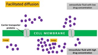 C E L L M E M B R A N E
extracellular fluid with low
drug concentration
Intracellular fluid with high
drug concentration
Facilitated diffusion
Carrier transporter
proteins
Energy Energy
 