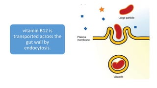 vitamin B12 is
transported across the
gut wall by
endocytosis.
 