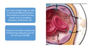 Only lipid soluble drugs are able
to penetrate BBB and produce
their action on central nervous
system such as levodopa,
diazepam, barbiturate, etc.
However, the water soluble and
ionized drug molecules can not
do not cross the BBB.
 