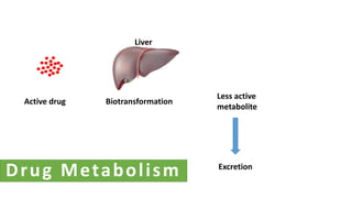 Active drug Biotransformation
Less active
metabolite
Liver
Excretion
Drug Metabolism
 