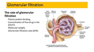 Glomerular filtration
The rate of glomerular
filtration
Plasma protein binding,
Concentration of free drug in the
plasma
Molecular weight,
Glomerular filtration rate (GFR).
 