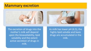 Mammary excretion
The excretion of drugs into the
mother’s milk will depend
upon the bioavailability, lipid
solubility and the extent
active secretion of drugs in
milk.
As milk has lower pH (6.5), the
highly lipid soluble and basic
drugs are accumulated in the
milk.
 
