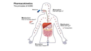 Pharmacokinetics is the study of what happens to
drugs once they enter the body (the movement of
the drugs into, within an...