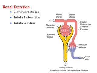 Renal Excretion
 Glomerular Filtration
 Tubular Reabsorption
 Tubular Secretion
 