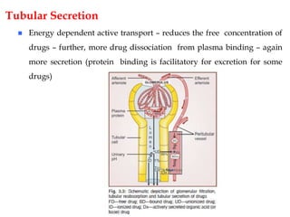 Tubular Secretion
 Energy dependent active transport – reduces the free concentration of
drugs – further, more drug dissociation from plasma binding – again
more secretion (protein binding is facilitatory for excretion for some
drugs)
 
