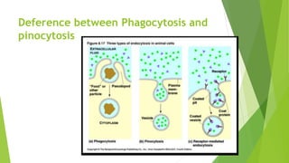 Deference between Phagocytosis and
pinocytosis
 