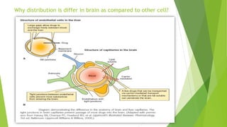Why distribution is differ in brain as compared to other cell?
 