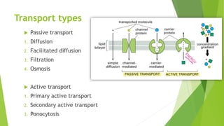 Transport types
 Passive transport
1. Diffusion
2. Facilitated diffusion
3. Filtration
4. Osmosis
 Active transport
1. Primary active transport
2. Secondary active transport
3. Ponocytosis
 