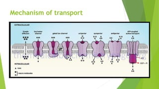 Mechanism of transport
 