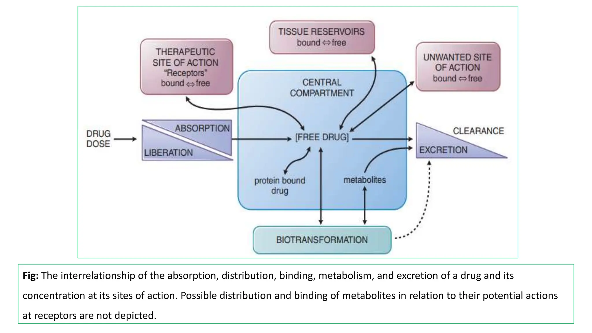 Pharmacokinetics of drugs , detailes of drug ADME.pptx