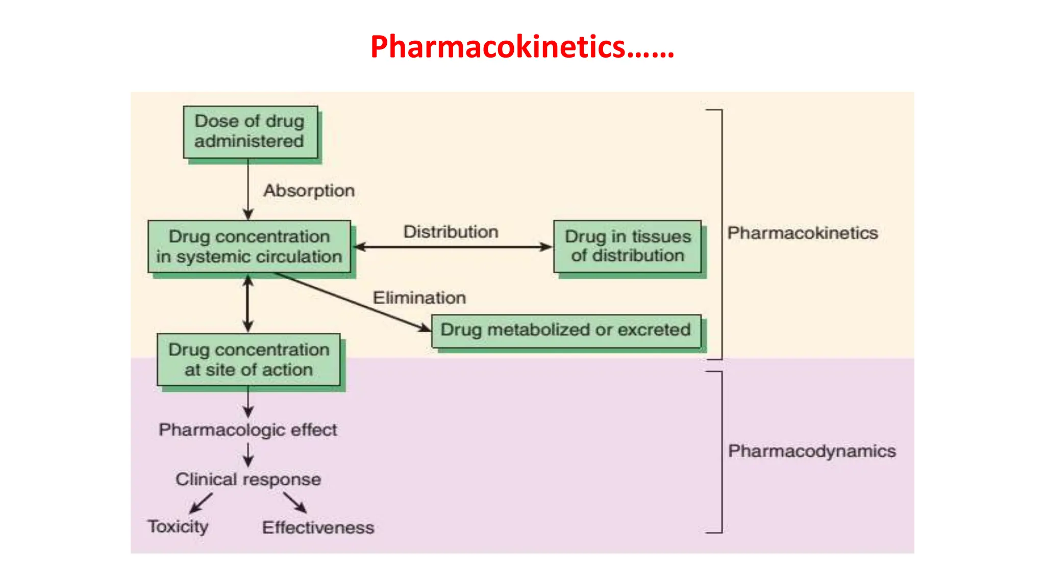 Pharmacokinetics of drugs , detailes of drug ADME.pptx