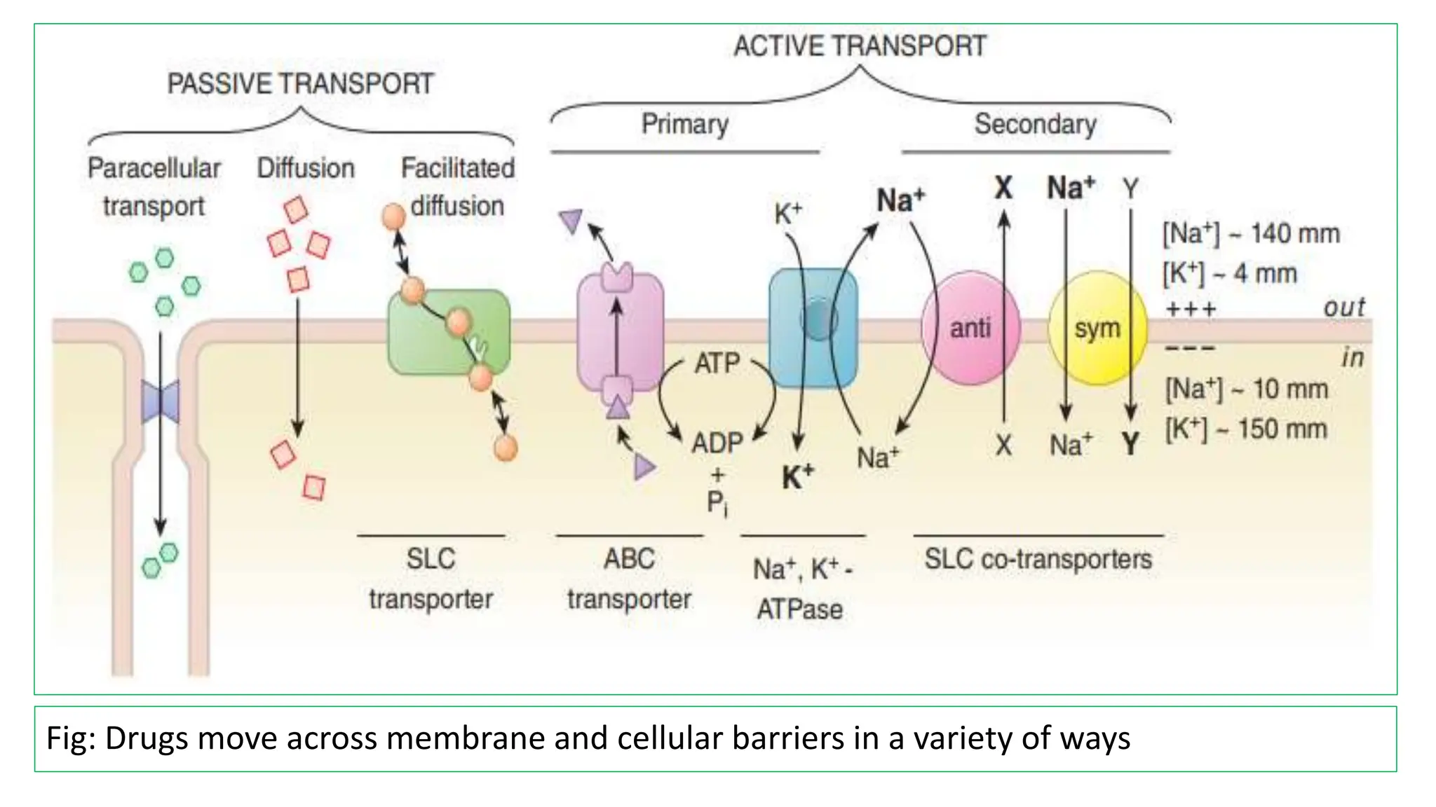 Pharmacokinetics of drugs , detailes of drug ADME.pptx