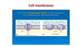 Pharmacokinetics of drugs , detailes of drug ADME.pptx