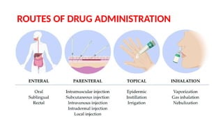 Pharmacokinetics - adoption, distribution, metabolism (bioavailability ...