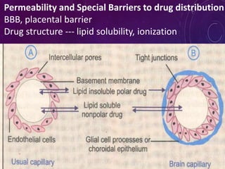 Permeability and Special Barriers to drug distribution
BBB, placental barrier
Drug structure --- lipid solubility, ionization
 