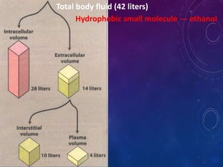 Total body fluid (42 liters)
Hydrophobic small molecule --- ethanol
 