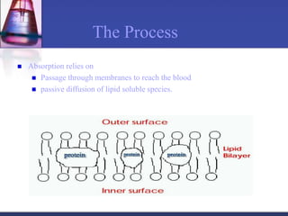  Absorption relies on
 Passage through membranes to reach the blood
 passive diffusion of lipid soluble species.
The Process
 