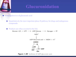 Glucuronidation
 Conjugation to a-d-glucuronic acid
 Quantitatively the most important phase II pathway for drugs and endogenous
compounds
 Products are often excreted in the bile
 