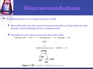 Glucuronidation
 Conjugation to a-d-glucuronic acid
 Quantitatively the most important phase II pathway for
drugs and endogenous compounds
 Products are often excreted in the bile
 