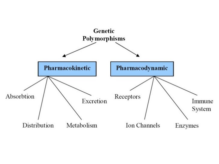 pharmacodynamics
