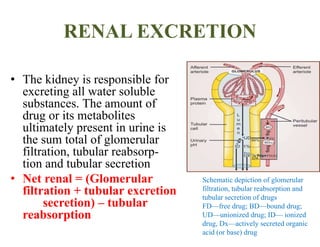 RENAL EXCRETION
• The kidney is responsible for
excreting all water soluble
substances. The amount of
drug or its metabolites
ultimately present in urine is
the sum total of glomerular
filtration, tubular reabsorp-
tion and tubular secretion
• Net renal = (Glomerular
filtration + tubular excretion
secretion) – tubular
reabsorption
Schematic depiction of glomerular
filtration, tubular reabsorption and
tubular secretion of drugs
FD—free drug; BD—bound drug;
UD—unionized drug; ID— ionized
drug, Dx—actively secreted organic
acid (or base) drug
 