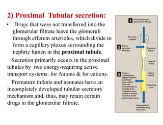 2) Proximal Tubular secretion:
• Drugs that were not transferred into the
glomerular filtrate leave the glomeruli
through efferent arterioles, which divide to
form a capillary plexus surrounding the
nephric lumen in the proximal tubule.
Secretion primarily occurs in the proximal
tubules by two energy-requiring active
transport systems: for Anions & for cations.
Premature infants and neonates have an
incompletely developed tubular secretory
mechanism and, thus, may retain certain
drugs in the glomerular filtrate.
 