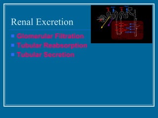 Renal Excretion <ul><li>Glomerular Filtration </li></ul><ul><li>Tubular Reabsorption </li></ul><ul><li>Tubular Secretion <...