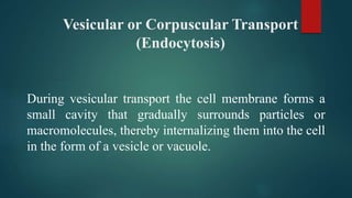 Vesicular or Corpuscular Transport
(Endocytosis)
During vesicular transport the cell membrane forms a
small cavity that gradually surrounds particles or
macromolecules, thereby internalizing them into the cell
in the form of a vesicle or vacuole.
 