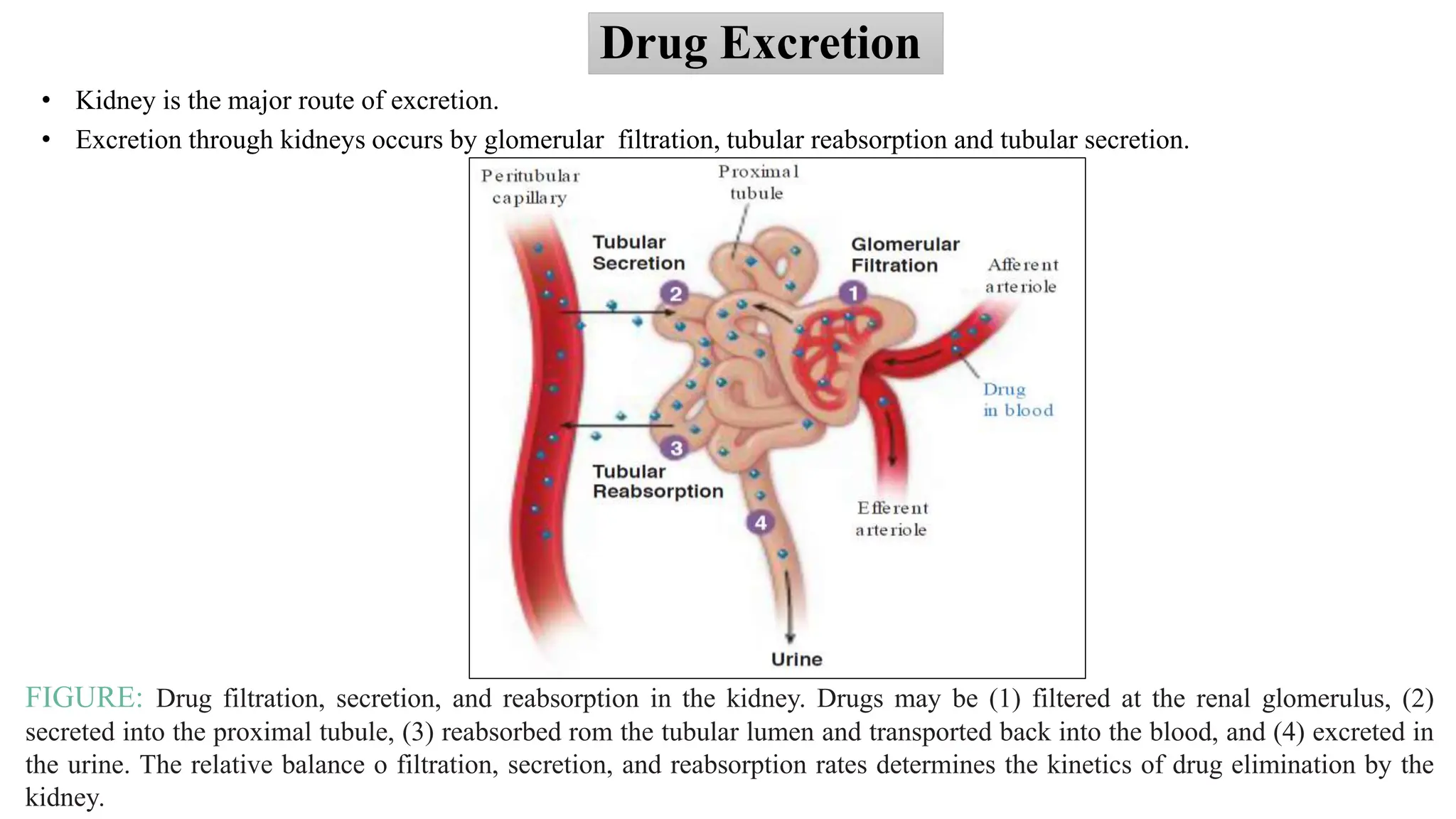 Pharmacokinetics of Drug_Pharmacology Course_Muhammad Kamal Hossain.pptx