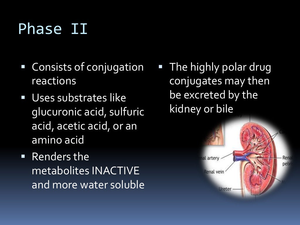 pharmacokinetics-ppt