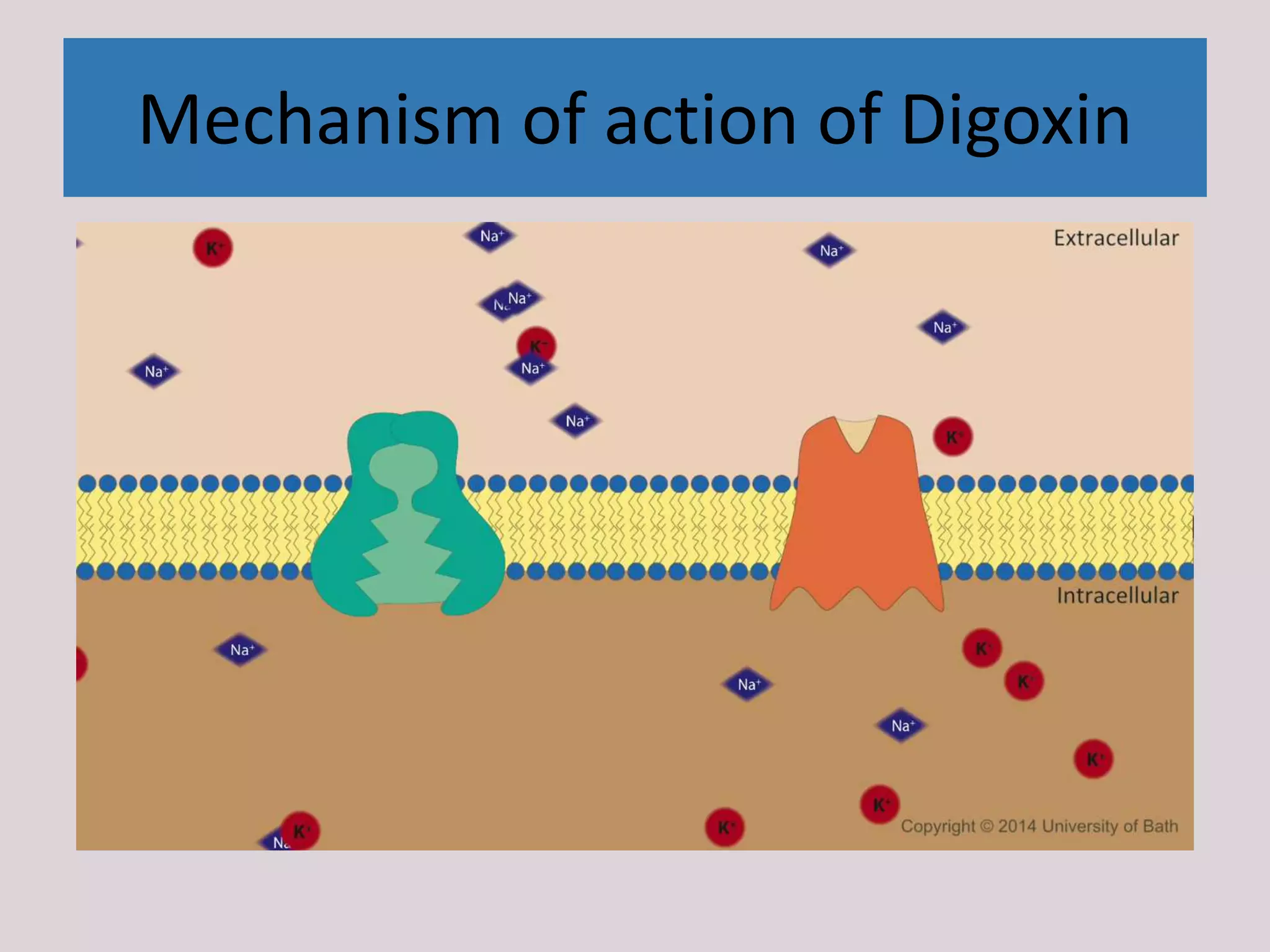 Mechanism of action of Digoxin
 