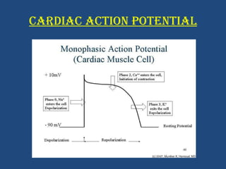 CARDIAC ACTION POTENTIAL 