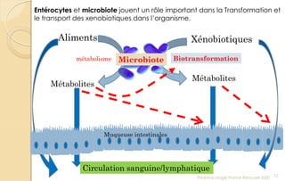 Entérocytes et microbiote jouent un rôle important dans la Transformation et
le transport des xenobiotiques dans l’organisme.
Pharmacologie Franck Rencurel 2020
12
Biotransformation
Aliments Xénobiotiques
Microbiote
Métabolites
Métabolites
métabolisme
Muqueuse intestinales
Circulation sanguine/lymphatique
 