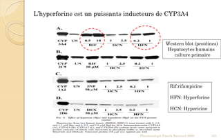 Rif:rifampicine
HFN: Hyperforine
HCN: Hypericine
Western blot (protéines)
Hepatocytes humains
culture primaire
Pharmacologie Franck Rencurel 2020 125
L’hyperforine est un puissants inducteurs de CYP3A4
 
