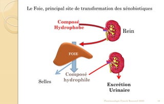 Le Foie, principal site de transformation des xénobiotiques
Composé
Hydrophobe
Composé
hydrophile
Excrétion
Urinaire
Pharmacologie Franck Rencurel 2020 16
FOIE
Selles
Rein
 