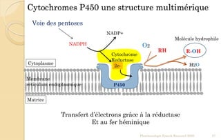 Cytochromes P450 une structure multimérique
Pharmacologie Franck Rencurel 2020 27
Cytochrome
Reductase
O2
RH R-OH
H2O
Matrice
Cytoplasme
NADPH
NADP+
2e-
P450
Voie des pentoses
Transfert d’électrons grâce à la réductase
Et au fer héminique
Membrane
réticulum endoplasmique
Molécule hydrophile
 