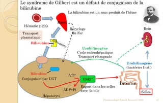 Le syndrome de Gilbert est un défaut de conjugaison de la
bilirubine
Pharmacologie Franck Rencurel 2020 47
Recyclage
du Fer
Hématie (120j)
Bilirubine
Conjugaison par UGT BSEP
Export dans les selles
avec la bile
Intestin
Urobilinogène
Cycle entérohépatique
Transport rétrograde
Bilirubine
Urobilinogène
(bactéries Inst.)
Selles
ATP
ADP+Pi
Rate
La bilirubine est un sous produit de l’hême
Transport
plasmatique
Hépatocyte
Rein
 
