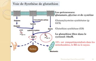 Pharmacologie Franck Rencurel 2020 50
Les précurseurs:
glutamate, glycine et de cystéine
Glutamylcysteine synthétatse (g-
GCS)
Glutathion synthétase (GS)
Le glutathion libre dans le
cyctosol: 10mM.
15% est compartimentalisés dans les
mitochondries, le RE ou le noyau.
Voie de Synthèse de glutathion
 