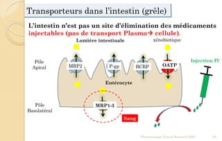 Transporteurs dans l’intestin (grêle)
Pharmacologie Franck Rencurel 2020 60
Entérocyte
Lumière intestinale
Sang
MRP2 P-gp BCRP OATP
MRP1-3
L’intestin n’est pas un site d’élimination des médicaments
injectables (pas de transport Plasma cellule).
xénobiotique
Pôle
Basolatéral
Pôle
Apical
Injection IV
 