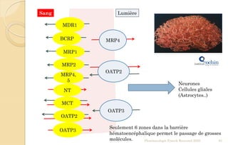 LumièreSang
MRP4
MDR1
BCRP
MRP1
OATP3
NT
MRP4,
5
Pharmacologie Franck Rencurel 2020 61
MCT
OATP2
MRP2
OATP2
OATP3
Neurones
Cellules gliales
(Astrocytes..)
Seulement 6 zones dans la barrière
hématoencéphalique permet le passage de grosses
molécules.
 