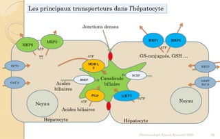 Les principaux transporteurs dans l’hépatocyte
Noyau
Canalicule
biliaire
Noyau
MRP5MRP1
GS-conjugués, GSH …
MDR1,
3
Acides biliaires
ATP
ATP
ATP
ATP
MRP6
MRP3
ATP
??
Jonctions denses
BSEP
Acides
biliaires
BCRP
Pharmacologie Franck Rencurel 2020 62
NTCP
OATP
B,C,8
OCT1
OAT 2
HépatocyteHépatocyte
 